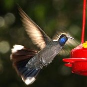 Blue-throated Hummingbird